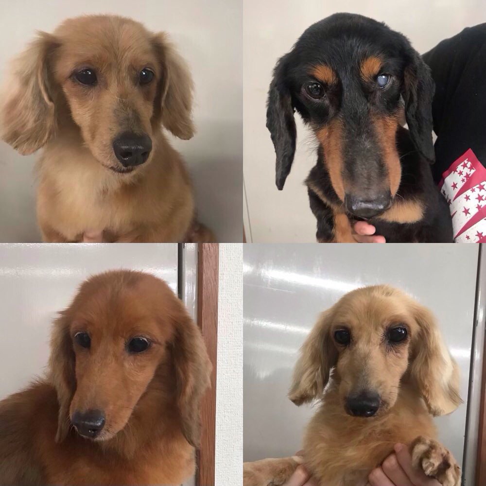 北海道ペット事業協同組合 Hokkaido Pet K Twitter