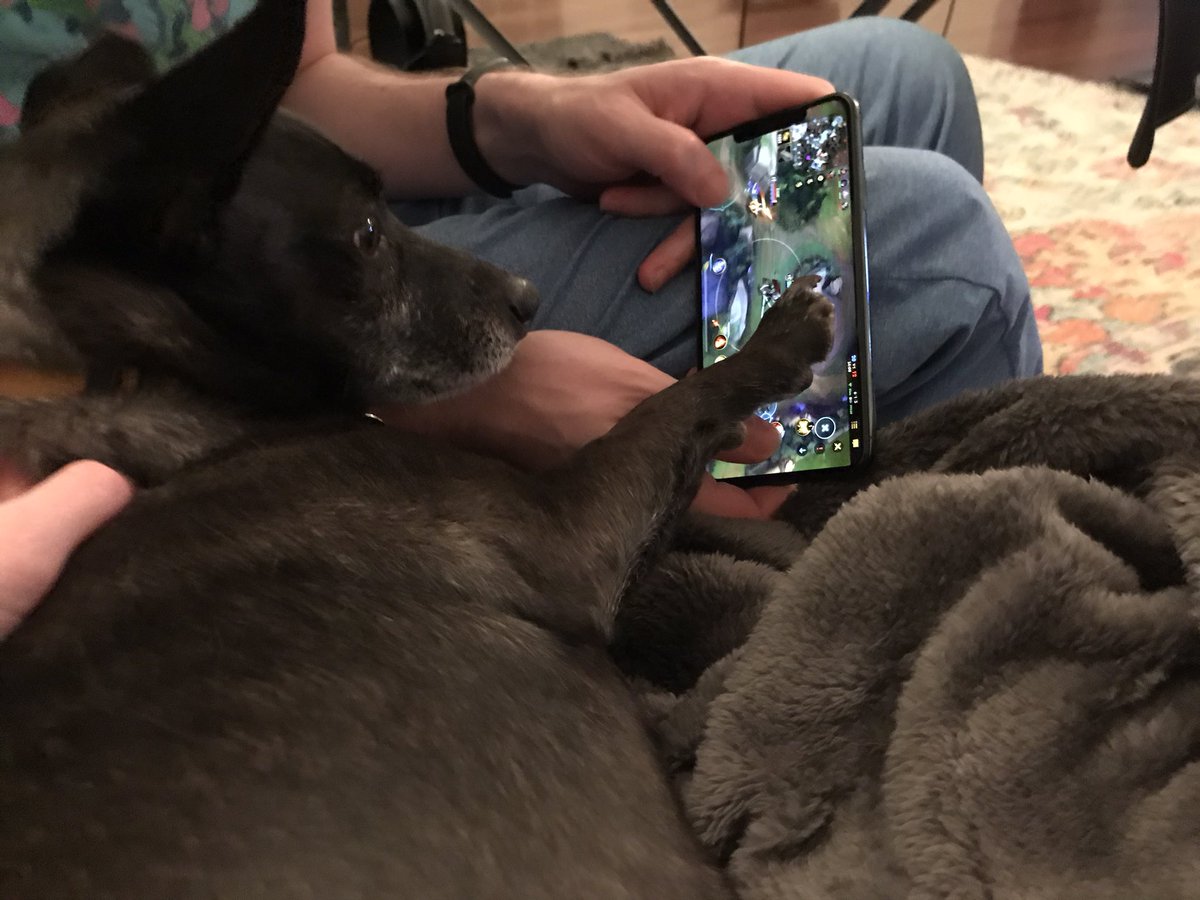 thestorymob's tweet photo. Planning on owning some noobs in @wildrift over the weekend π #Mobpets #TGIF https://t.co/0H9YJR28qU