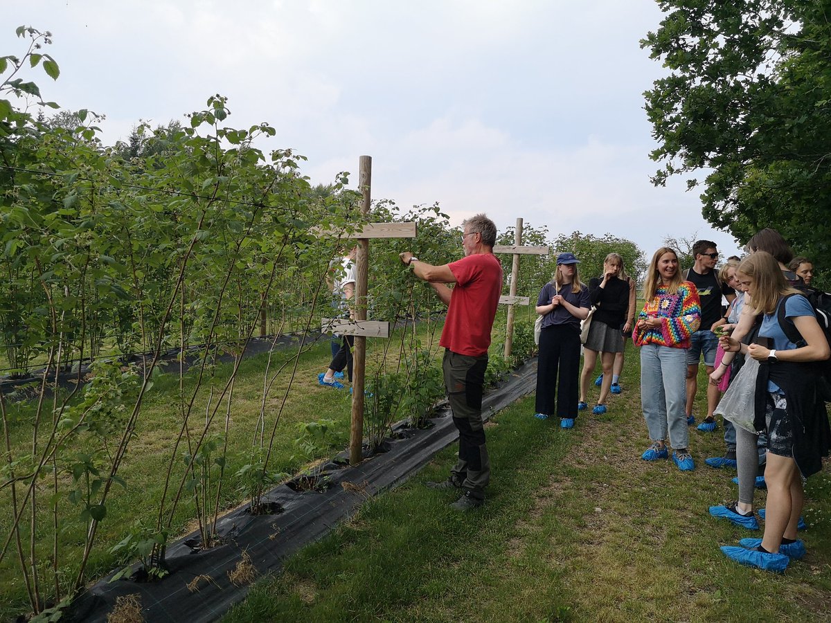 BrurbergMay's tweet photo. Plant pathology course – visit to well-managed raspberry farm today. Some problems with cane blight + midge, and Rubus stunt phytoplasma
#plantdisease 
#plantpathology https://t.co/ADITyrU54u