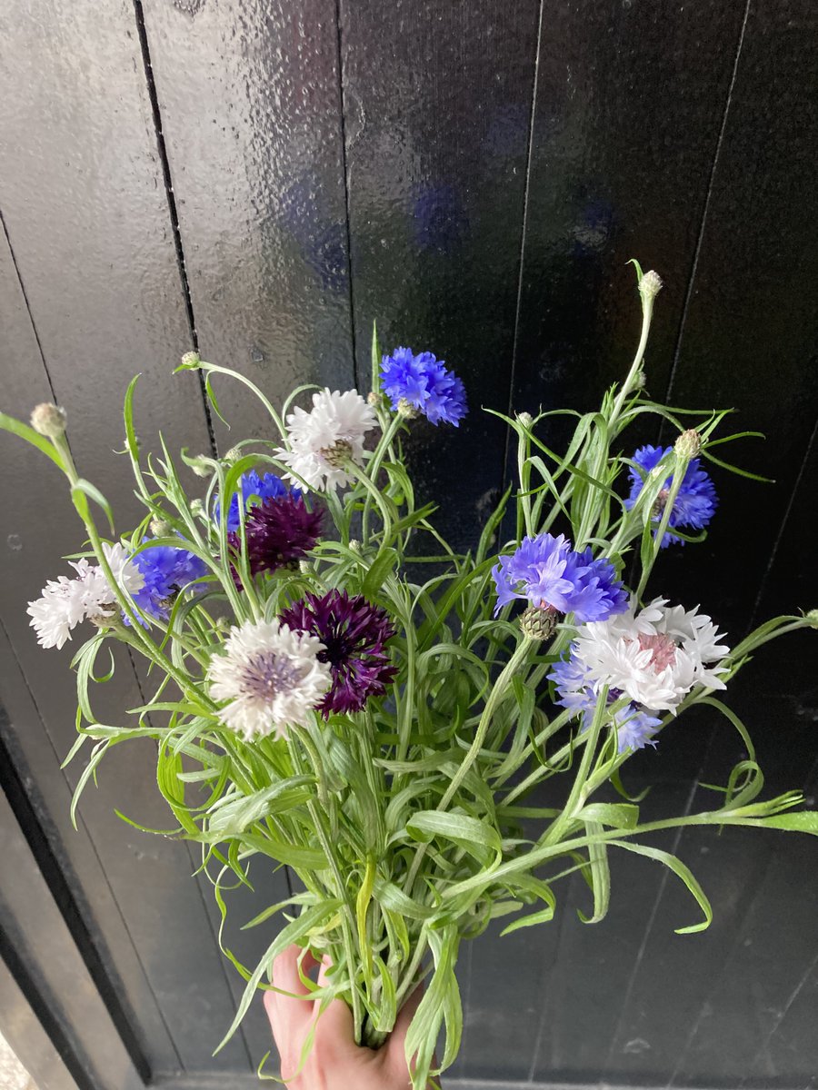 Summer flowers are here!

ecostems.ca/blog/earlysumm…