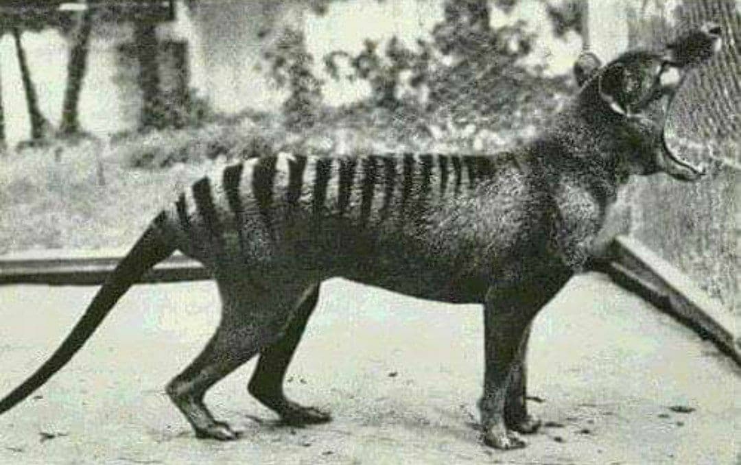 ColorMind01's tweet image. Este es el último tigre de Tasmania (ahora extinto) fotografía tomada en 1933.

#SabiasQue #DatoCurioso #Curiosidades #twitter #breaking #news