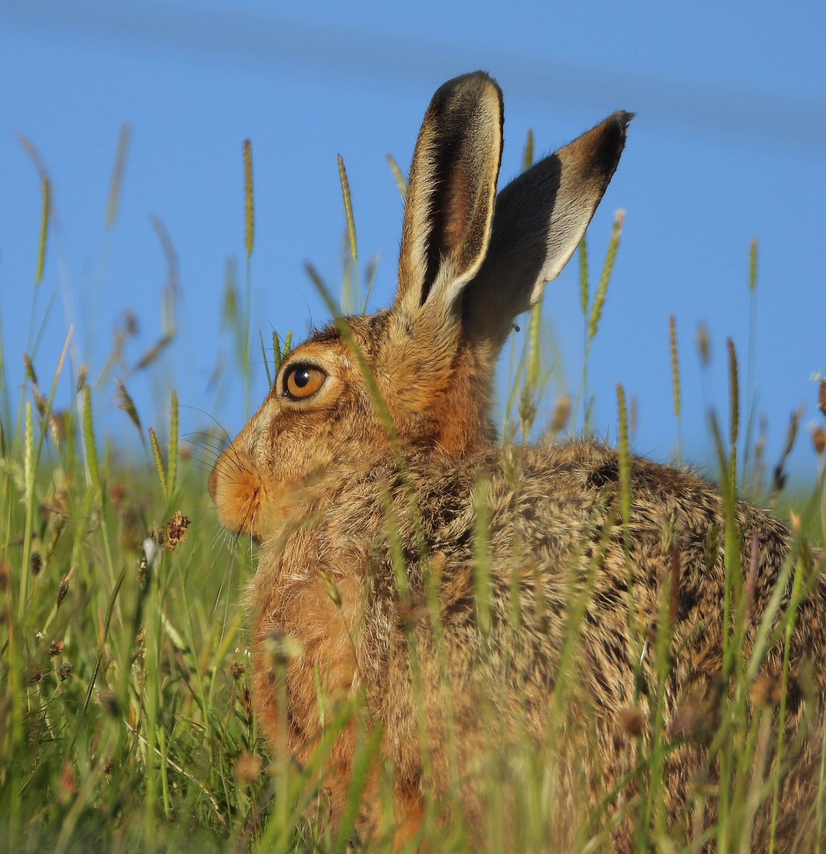 “Please can I ask all my fellow wildlife lovers and Twitter friends to follow <a href="/SOSWildlifeHosp/">SOS Wildlife Hospital</a> &amp; give this message a Retweet. Thanks so much!”❤️
<a href="/WWFScotland/">wwfscotland 🌍</a> <a href="/NatureUK/">NatureUK</a> <a href="/wildlife_birds/">Bird Sightings</a>  #BBCWildlifePOTD @SIBirdClub #nature #photography #birdtonic  #TwitterNatureCommunity