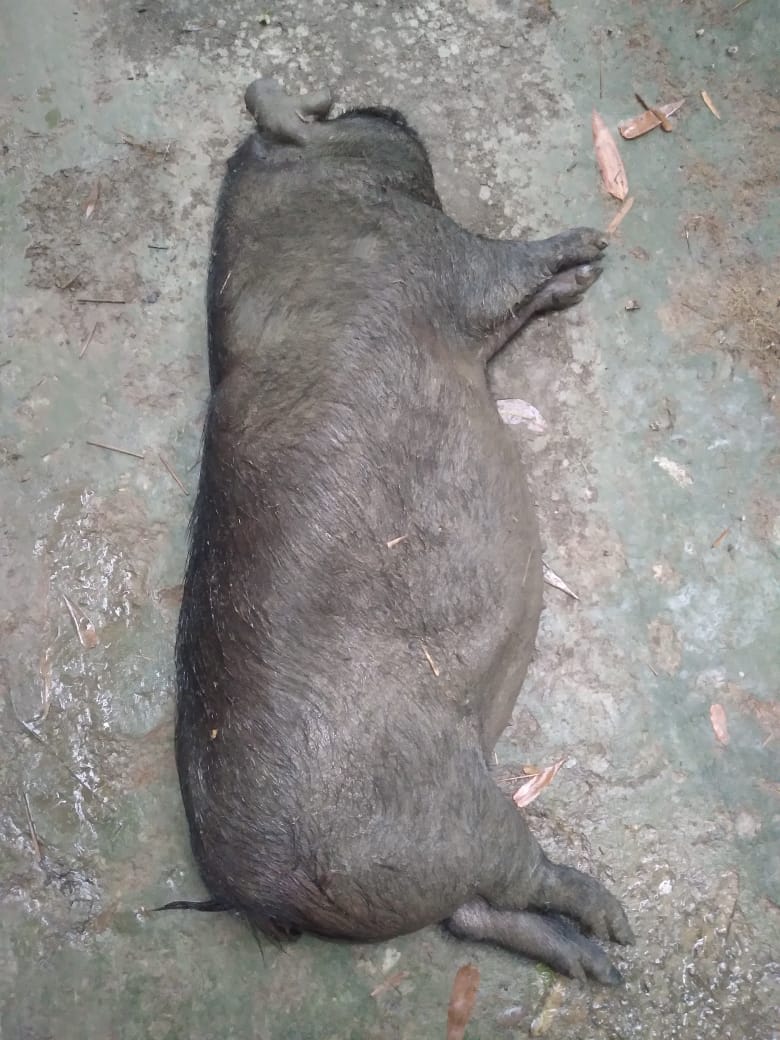 NEPPFA_'s tweet photo. What currently farmers like Tirtharam Boro and others need is veterinary support (more in the form of preventive treatment), free vaccines and insurance to start with. Currently the blood and  post mortem reports of Mr Tirtharam Boro's animals are still awaited. https://t.co/hZXEqAg3rW
