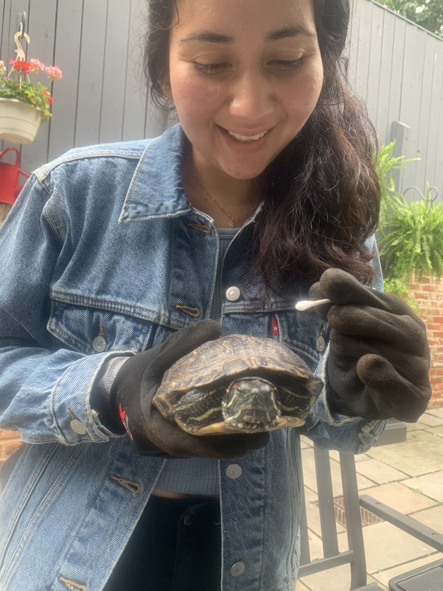 numbersalive's tweet image. 6/16/2021 Geometry Talk:  discuss turtle design.  How had the shell been a model for design for many centuries? What happens if turtle lands upside down?  How maintain design scale as the turtle grows? #turtle #turtleshell #mathinthematicalthinking #mathintherealworld