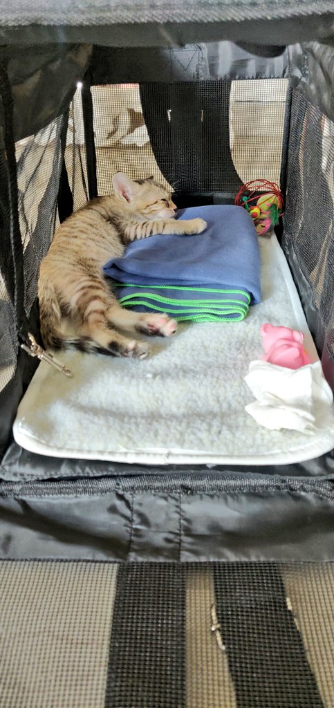 bannothecat's tweet photo. Not doing good since afternoon.. 😿 
Bad combo of vommit and loose motion. 
Moreover my hooman took me to the VET and that @#*%@*# gave me 3 injections..!!
I solemnly swear, I will avenge this. 
😾😾😾 
very tired and sleeping . https://t.co/8D0qBEd8F2