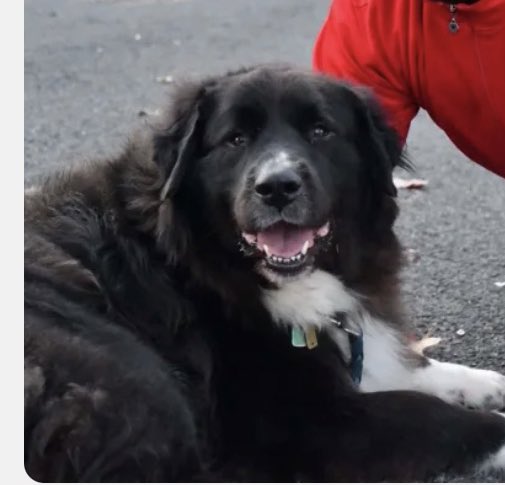 Floofy Friday #SwipeRight #DogsOfDatingApps #Hinge