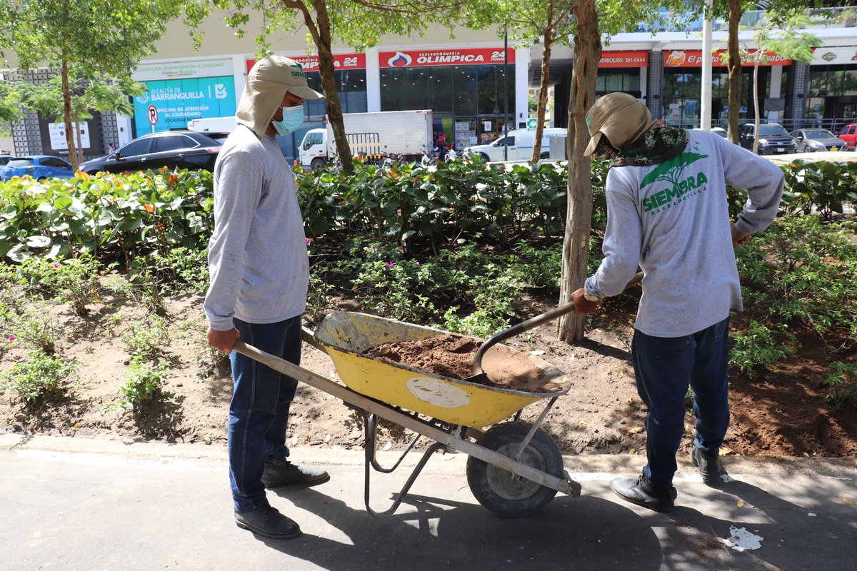 Siembra + (@siembramas_) on Twitter photo 💪Con la mejor energía de viernes, los héroes ambientales empiezan su trabajo de transformación en Barranquilla.
⏰A esta hora realizamos resiembra🌱en el bulevar entre <a href="/plazadelparque_/">CC Plaza del Parque</a> y <a href="/buenavistabaq/">Centro Comercial Buenavista</a>.
🌳¡Cuidemos estos espacios verdes, juntos podemos ser una Biodiverciudad! 💪Con la mejor energía de viernes, los héroes ambientales empiezan su trabajo de transformación en Barranquilla.
⏰A esta hora realizamos resiembra🌱en el bulevar entre <a href="/plazadelparque_/">CC Plaza del Parque</a> y <a href="/buenavistabaq/">Centro Comercial Buenavista</a>.
🌳¡Cuidemos estos espacios verdes, juntos podemos ser una Biodiverciudad!