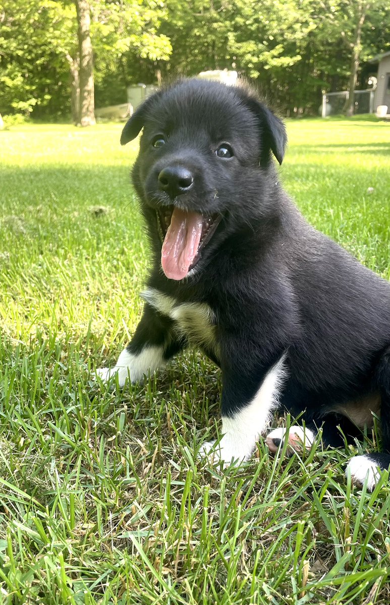 OtterRunKennel's tweet photo. Mink would like you to join her for “smile big Friday” https://t.co/qpixATnNT1