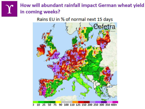CropYield's tweet photo. German #wheat has been receiving above average rainfall throughout the growing season and weather forecasts indicate heavy rains continuing in next two weeks.
Will it still improve #yields? Use our unique yield prediction service to understand by how much yields could be affected https://t.co/woDNPUYJjx