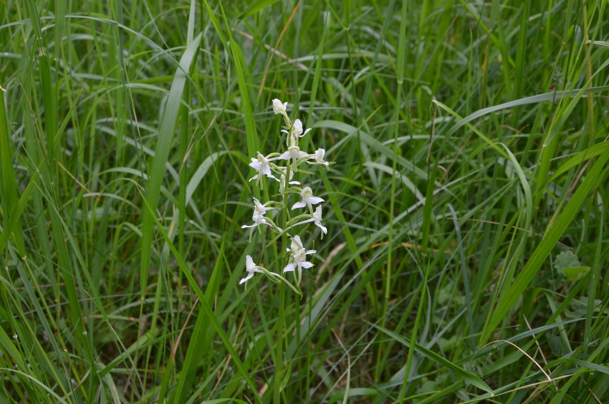 BrownEider's tweet photo. More @ukorchids  from a private site, Oxfordshire yesterday. I think Lesser Butterfly? but any comments welcome
@thenewgalaxy @Britainsorchids @GhostlyVision @BSBIbotany https://t.co/vayr9EQJDI