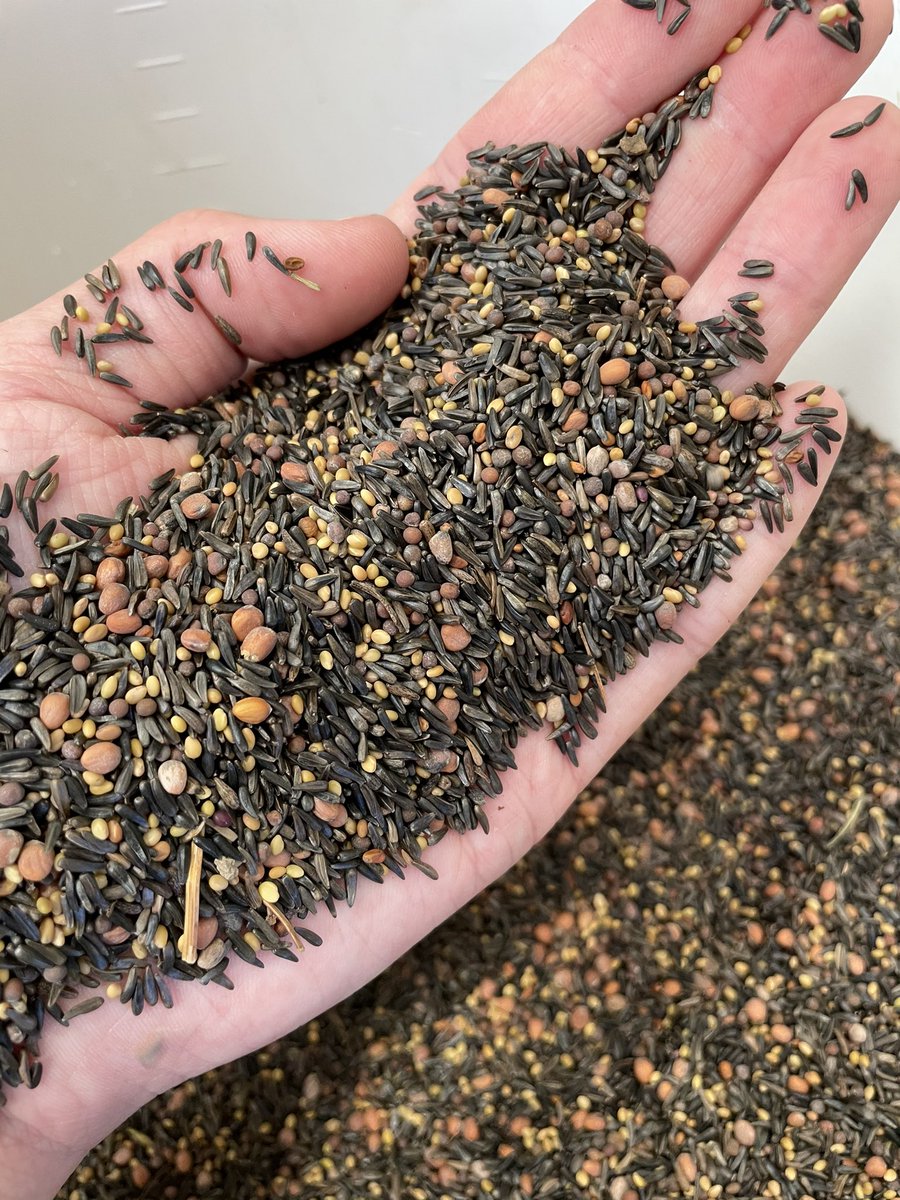 Giee2Champ's tweet photo. ✅ Ce mercredi c'était fabrication de nos pellets suite à la formation avec @AgroTransfertRT de cet hiver ! 
Mélange de Vesce, Phacélie, Niger, Trèfle d'Alexandrie, Radis Chinois et Moutarde d'Abyssinie ☘️
Affaire à suivre au semis et à la levée  🌱 https://t.co/vAmChJ5vmX