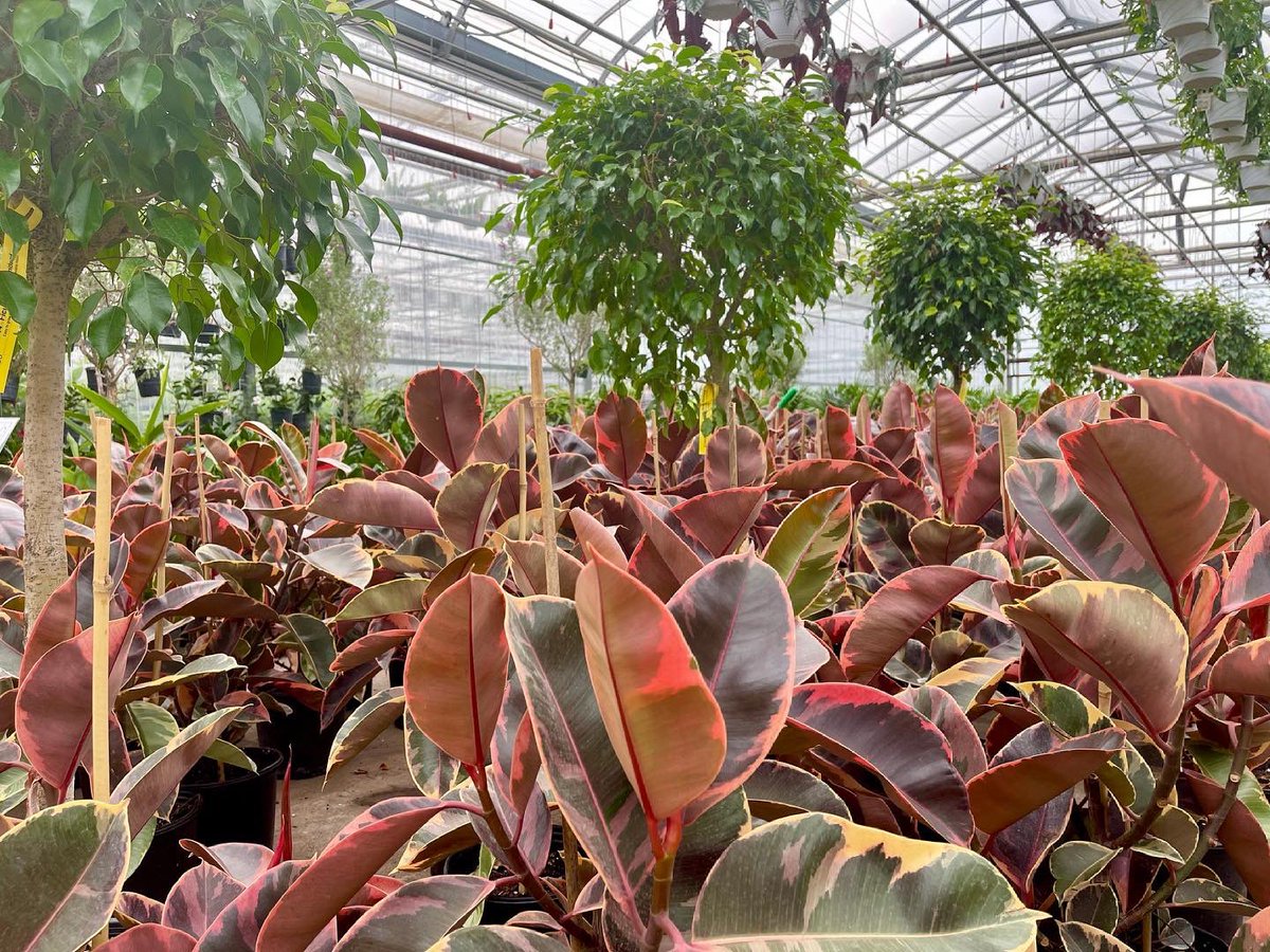 ValleyviewG1970's tweet photo. Ficus Ruby is one of our favourite #foliage plants! This easy care #houseplant is perfect for the beginner #plantparent 🪴To keep the fantastic vibrant foliage colours place in bright indirect light. The brighter the better! ☀️ #ficusruby #foliagefriday #foliageplant https://t.co/HPXjW6IFlS