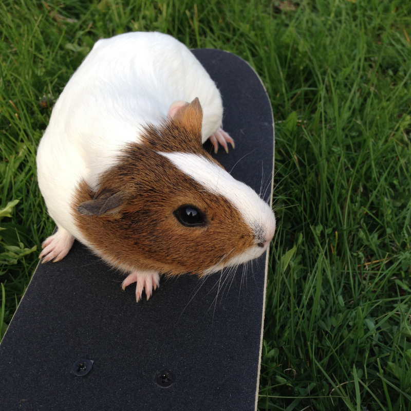 Who said that guinea pigs can’t be active? 🙌💕