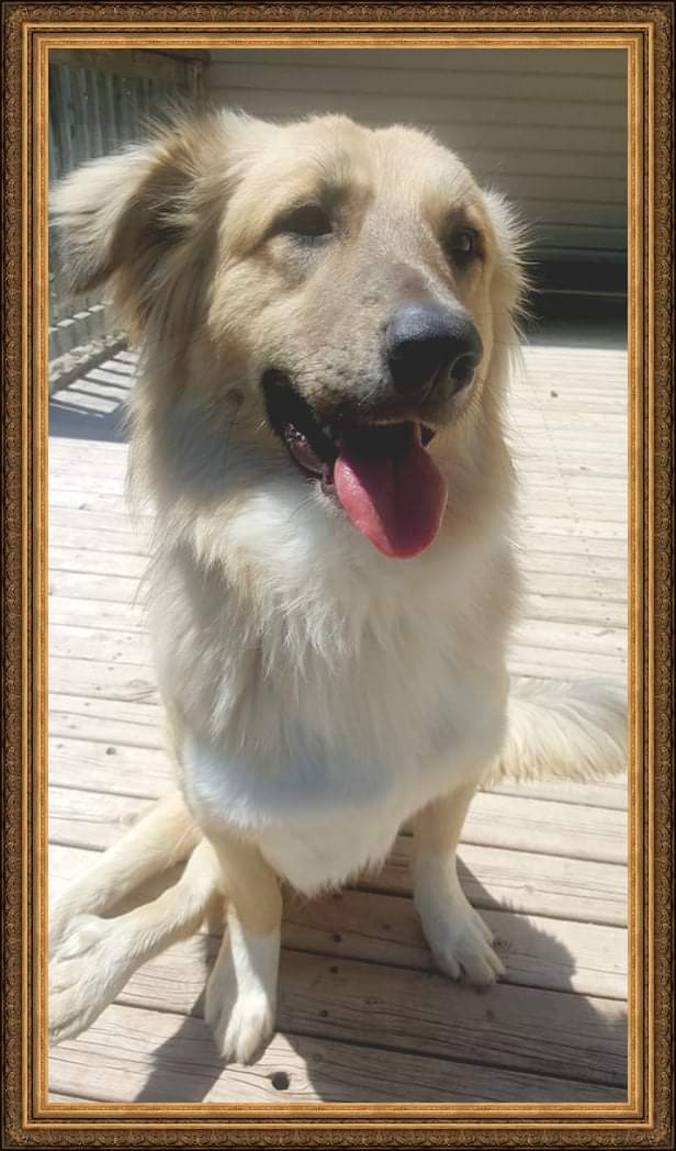 Terracey is a year old mix who came to Canada. He came from a horrible situation and Terracey will never be able to walk normally because of  the damage that was done to him by the cruelest of people. Thankfully, since being rescued he's known nothing but love and kindness.