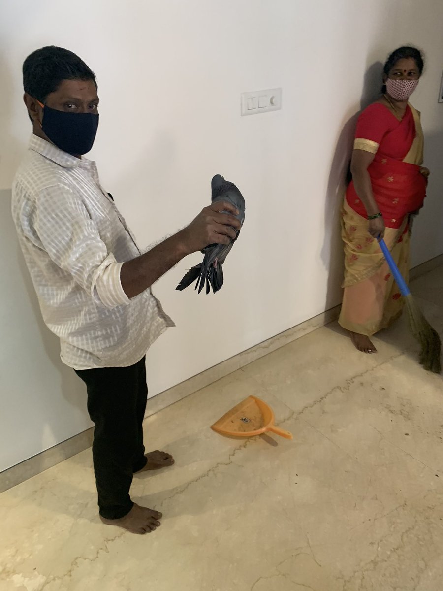 Grallivanting's tweet photo. @pcoff4real Reminds me of the time we had a pigeon nest on our balcony that wouldn’t leave so the Maintenance guy just barehanded him right out of there https://t.co/PItGBuQx5T
