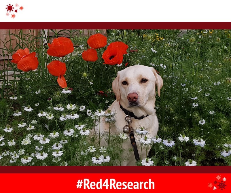 Supporting all the amazing people making #COVID-19 research happen #Red4Research

<a href="/guidedogs/">Guide Dogs</a> @NinaLVilla <a href="/BlindDad_Uk/">Dr Amit Patel</a> <a href="/BlondeHistorian/">Dr Amy Kavanagh</a> <a href="/MrsBosanquet/">V.Prof Joanne Bosanquet MBE RN FRCN FQICN 🏳️‍🌈</a> <a href="/UniofHerts/">University of Hertfordshire</a> <a href="/Research2note/">Research2note</a> <a href="/NIHRCRNEastern/">NIHR CRN Eastern</a>