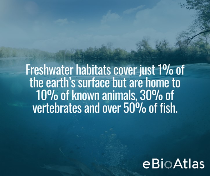 Did you know ? 

Freshwater habitats cover just 1% of the earth’s surface but are home to 10% of known animals, 30% of vertebrates and over 50% of fish.

<a href="/NatureMetrics/">NatureMetrics</a> and <a href="/IUCN/">IUCN</a> are striving to understand and protect this fragile environment using #eDNA technology.

 #eBioAtlas