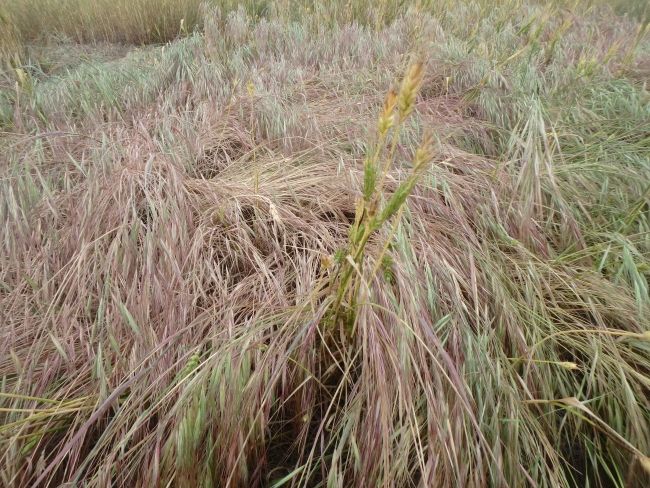 seed_terminator's tweet photo. "Regardless of when or how much bromegrass sets seed #HSWC is an integral part of the IWM strategy. Modelling from @DPIRDWA &amp; Regional Dev Weed Seed Wizard  shows using HWSC to capture even 20% of bromegrass seed will reduce the soil seedbank" https://t.co/oBpekzQhtX https://t.co/J81wZqUod3