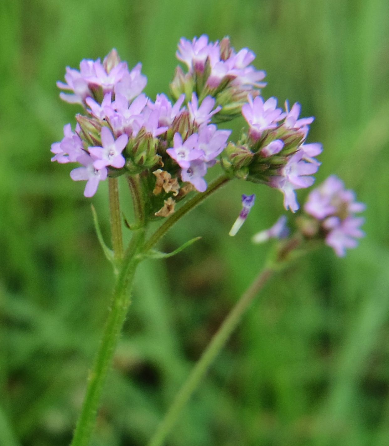 تويتر こころんグリーン على تويتر うちの前の空き地にヤナギハナガサが咲いていました 薄紫の可愛らしい花ですが ちょっと心配な花です できる限り引っこ抜いてしまいます ヤナギハナガサ 薄紫の花 初夏の花 初夏 園芸品種 園芸 ガーデニング 熊本市 تويتر こころんグリーン على تويتر うちの前の空き地にヤナギハナガサが咲いていました 薄紫の可愛らしい花ですが ちょっと心配な花です できる限り引っこ抜いてしまいます ヤナギハナガサ 薄紫の花 初夏の花 初夏 園芸品種 園芸 ガーデニング 熊本市