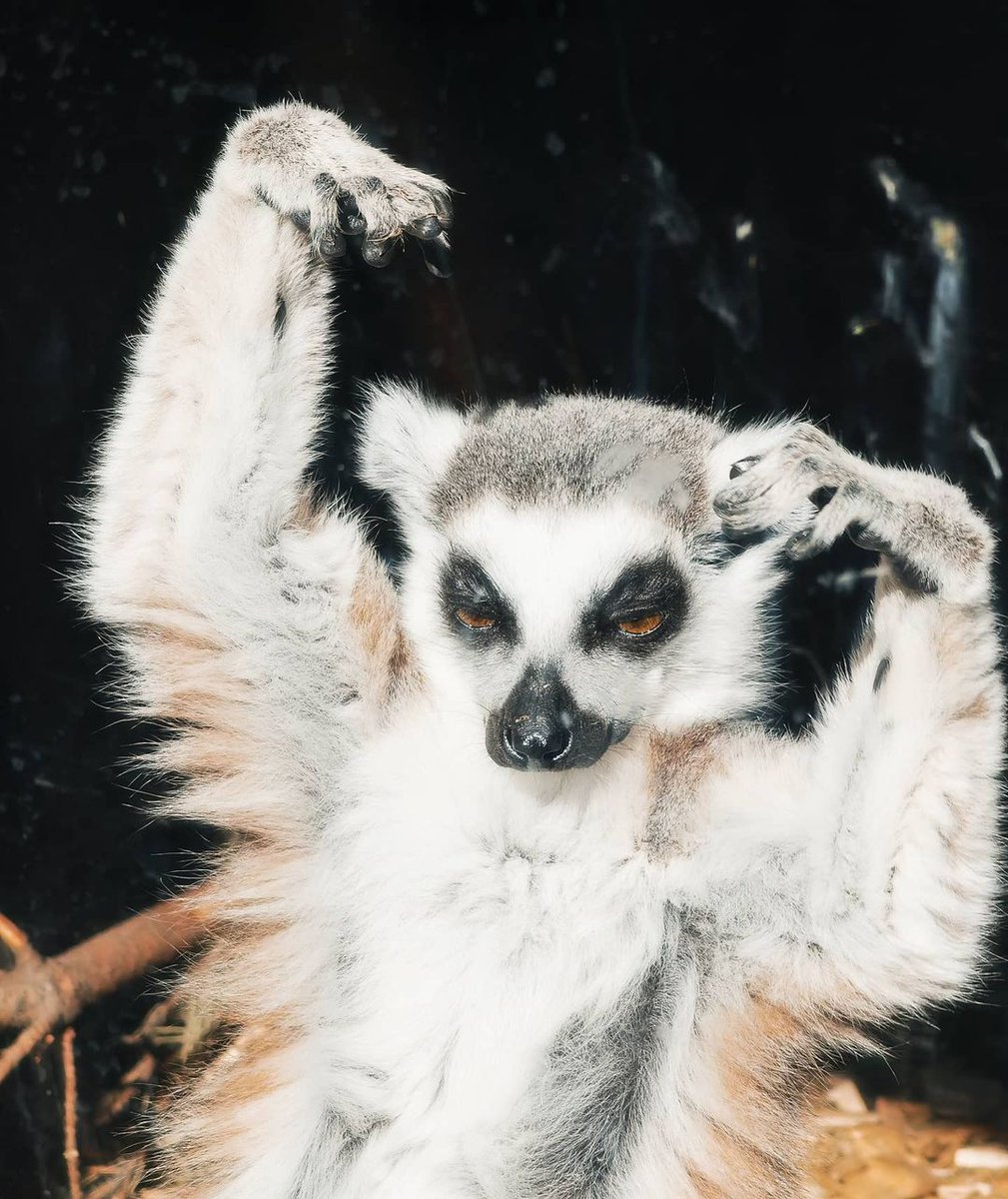 DublinZoo's tweet photo. Caption this…

We’ll go first, “It's Friday again
It's Saturday, Sunday, what?” 🎶

📸 courtesy of eirestagram on Instagram https://t.co/W5h6vuoHqk