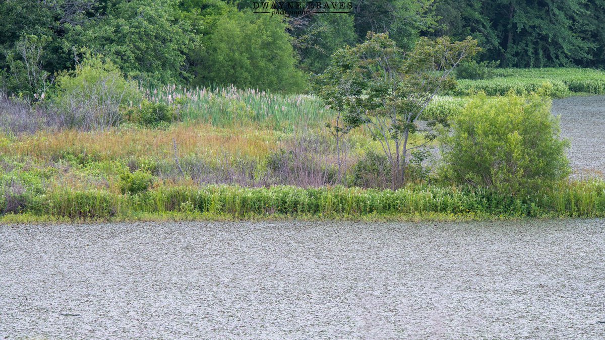 dwaynereaves's tweet photo. Have a great day everyone! #photography #photooftheday #mayolake #nc https://t.co/bhDfKmJEth