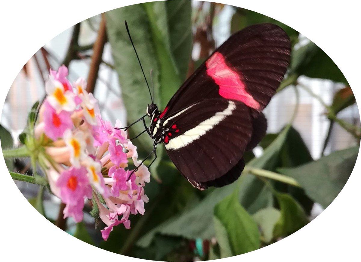 AnniinaMattila's tweet photo. Extensive variation and potential for adaptive evolution in insect chemical defenses may be an important contributor to the incredible diversity often seen in warningly-colored and mimetic species, such as @heliconians. Our paper out today @PeerJLife https://t.co/LMW6jnAoz0 ! https://t.co/nwNW2XBNOu