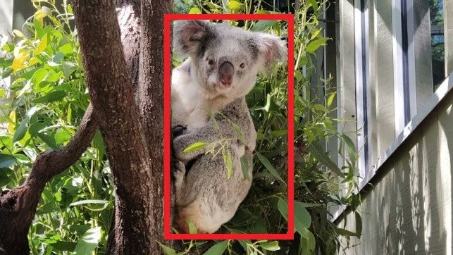 AIBrisbaneEvent's tweet photo. Facial recognition technology trial to identify and protect threatened koalas in South East Queensland - ABC News https://t.co/WXUlxOIKgV #aibrisbane #artificialintelligence #ai #machinelearning #analytics #bigdata #deeplearning https://t.co/uPHkV3aEnV
