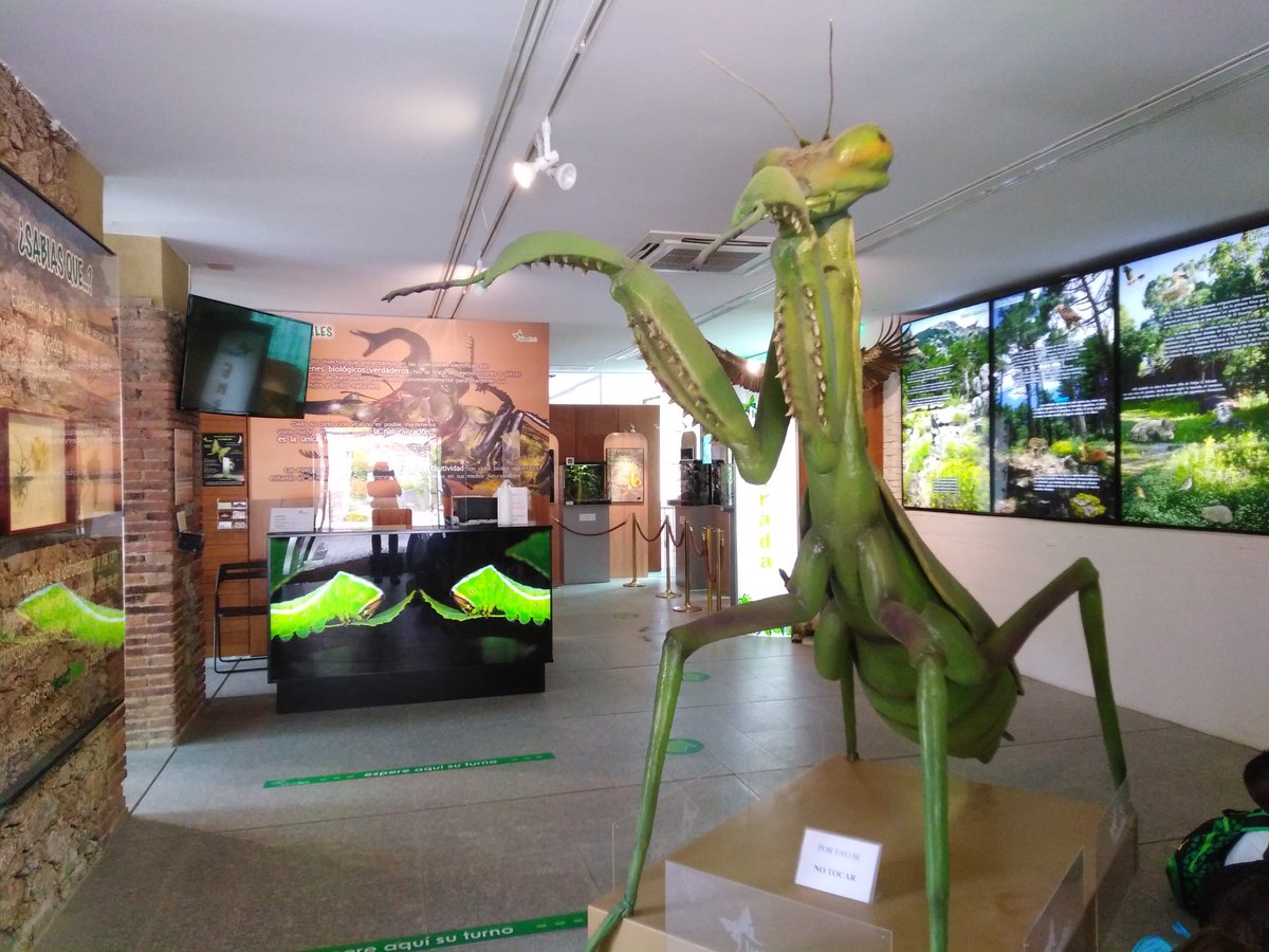 ¡Disfrutando con nuestros amigos los insectos!