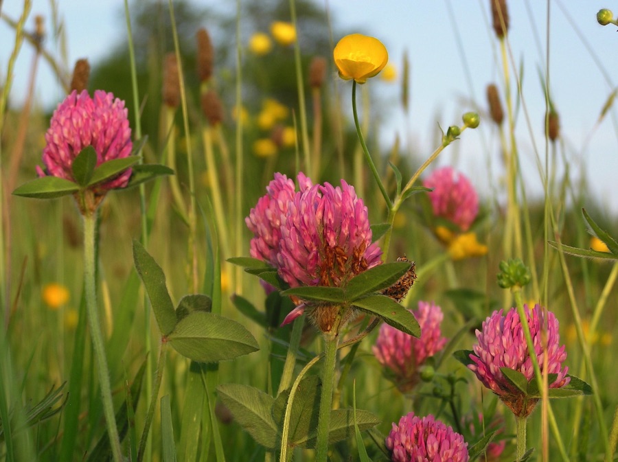 Red clover is often one of the first wildflowers to appear if you let the grass grow a bit longer – including along roadside verges. It's loved by bumblebees, honeybees and butterflies 🐝🦋 
More wildlife-friendly plants to encourage: bit.ly/3wQi3x3
#nature