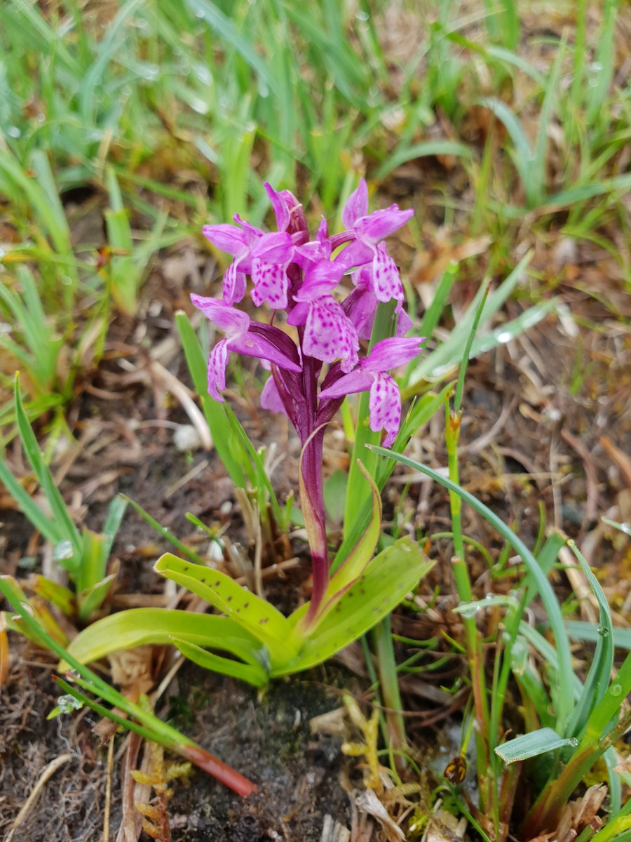 KarenL_Bacon's tweet photo. Last meeting of @BPSNUIGalway #JournalClub for this year! It's been great reading & discussing such a wide range of #Botany papers with our fantastic grad students. Everything from #CellWalls #InvasivePlants #Extinction #PalaeoBotany to #Genetics. What a range Botany encompasses! https://t.co/cAPMcQ2ovz