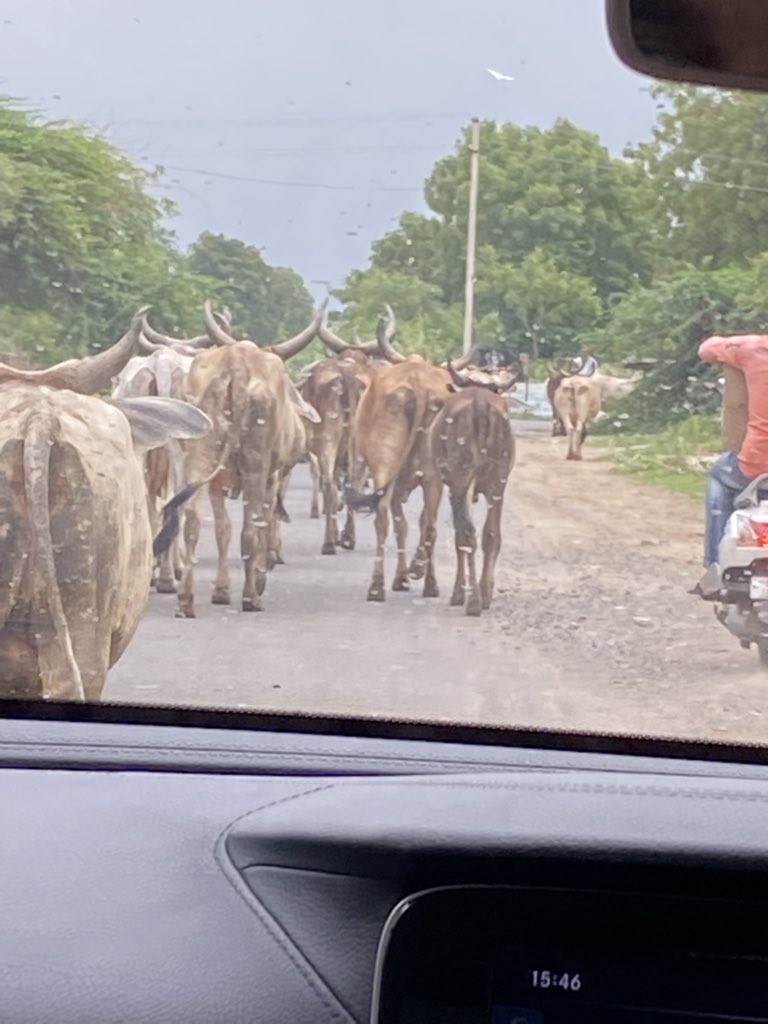 HetveePatel2's tweet photo. Cows don’t move ! 🐮 https://t.co/pNxRTsXJ2Q