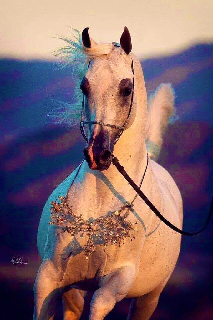 bsadr52's tweet photo. "
__   ✿
⠀❈↴

الزمن يجري والأيام خيلٍ.. مسرجات 

        حملها عمر الأوادم وتاليها ..المشيب

٠

٠

٠

٠
__   ✿
⠀❈↴

  ♥️♩"    ♥️♩"    ♥️♩" 

٠
٠

🕊💌
 ❀✍️♩ https://t.co/css4vdOxMs