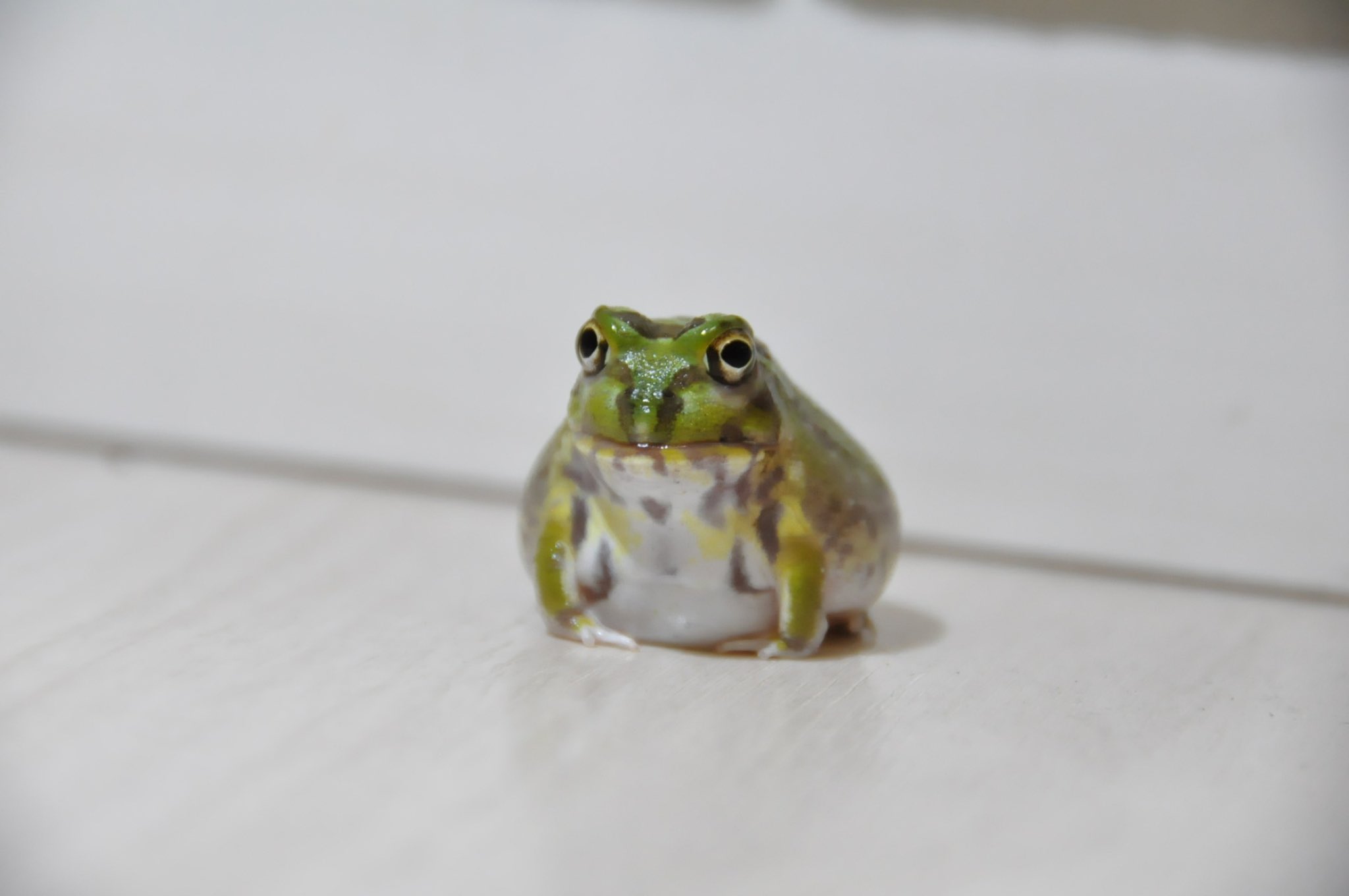 تويتر ちゃこぺん على تويتر 水まんじゅう 抹茶味 カエル チャコガエル 緑助 T Co Otihfds49b