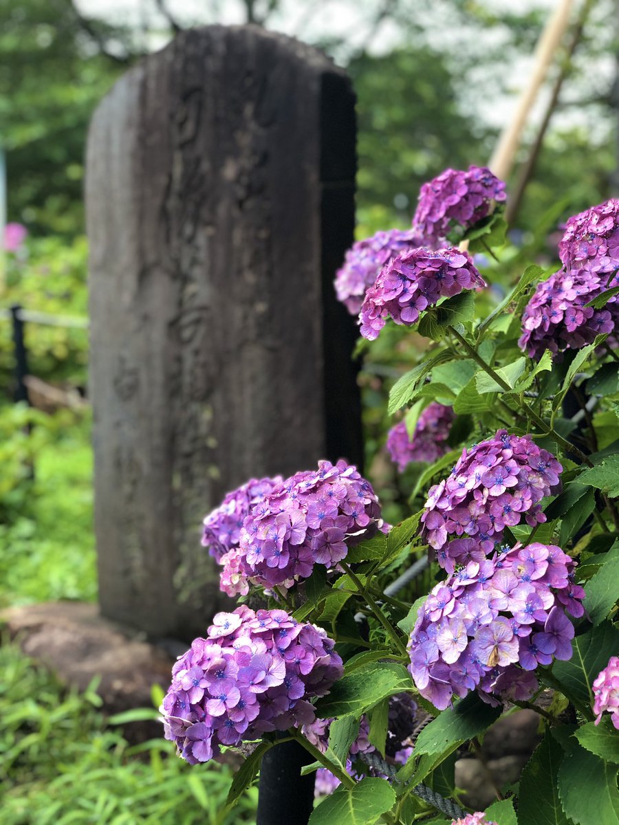 ブリッヂくん 馬橋の不動産屋 على تويتر 今日は梅雨の時期でも楽しめる 松戸市内のおすすめスポットを ご紹介したいと思います アールフィールズから車で15分 のところにある 本土寺 あじさい寺とも言われるほど あじさいが綺麗で有名です 松戸 馬橋 あじさい ブリッヂくん 馬橋の不動産屋 على تويتر 今日は梅雨の時期でも楽しめる 松戸市内のおすすめスポットを ご紹介したいと思います アールフィールズから車で15分 のところにある 本土寺 あじさい寺とも言われるほど あじさいが綺麗で有名です 松戸 馬橋 あじさい