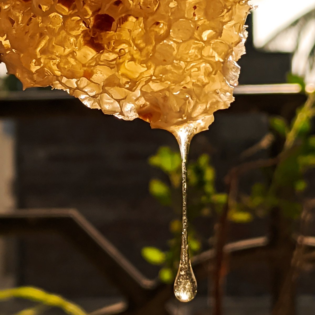 MadeInEarthLK's tweet photo. Weight, colour and consistency of Honey differs from each harvest; especially "WILD" Bee Honey 🐝 🍯

#honey #bee #beehoney #mie #madeinearth #madeinearthlk #bees #beehive #honeycomb #honey #savethebees #pure #raw #onehiveonejar #onehive #onejar #rawhoney #wildbee #foresthoney https://t.co/u9lyyvIlpS