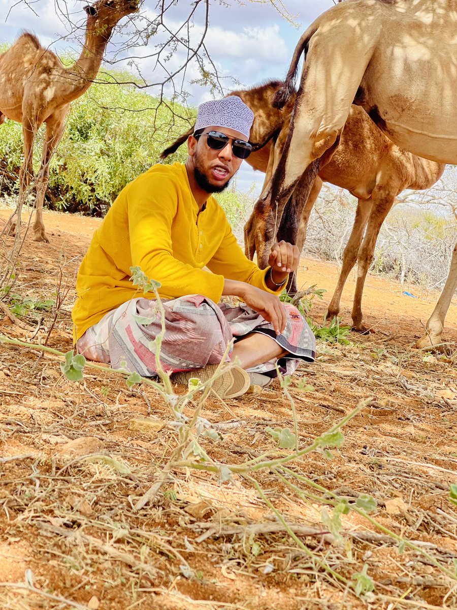 Made some new friends #camels #nomadiclifestyle