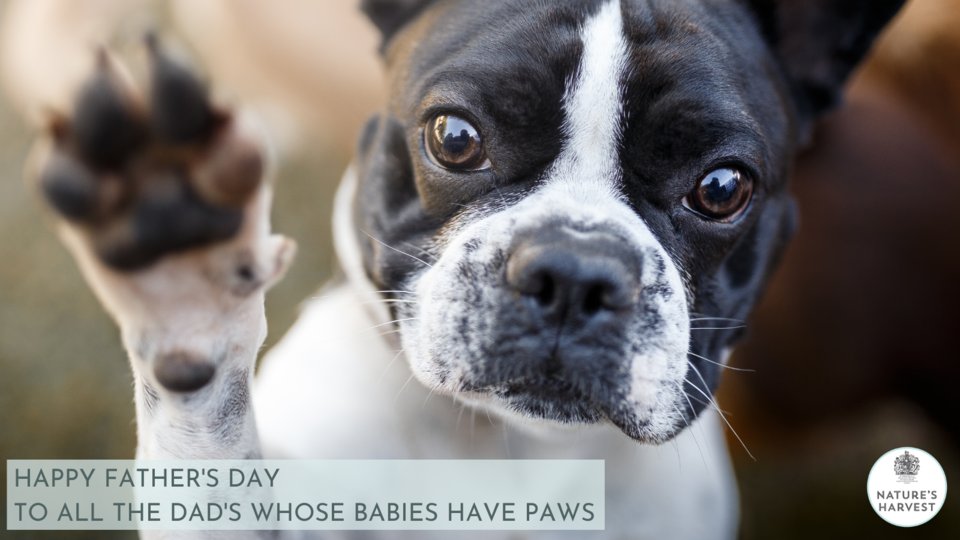 NHPetfood's tweet photo. Don't forget Father's day this Sunday!
#dogmeme #funnydogs #dogsotwitter #dogs #dogoftheday #twitterdaily #instadog #happydog #lovinglife #adogslife #dogsinsummer #dogdad #doggosbeingdoggos https://t.co/4rQA27Rla8