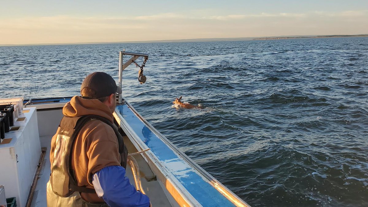 infomorning's tweet photo. Lobster fishermen Luc and Justin Boudreau took on an unusual passenger far out into Antigonish harbour https://t.co/vD3Ju16dFv