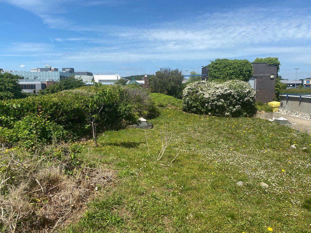 CapgeminiUK's tweet photo. "A visit to our roof gardens at Capgemini’s Telford offices yesterday - our employees garden to maximise the opportunities for bugs, birds and bees to pollinate in a busy town by creating spaces for employees to have outdoor meetings in usual times." - Rachel Preece. https://t.co/K4oRMtEEa6