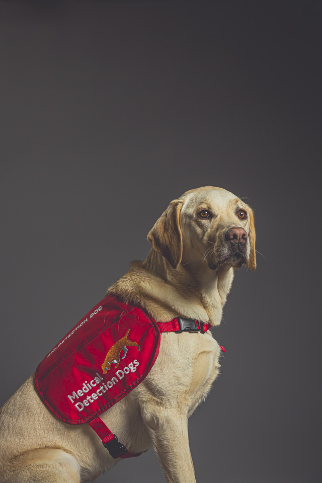 Tala is taking a moment to demonstrate his appreciation for all those participating, undertaking and supporting #Covid_19 research like him and colleagues who are learning its odour so they can keep people safe in public places #Red4Research 

medicaldetectiondogs.org.uk/covid-19-detec…