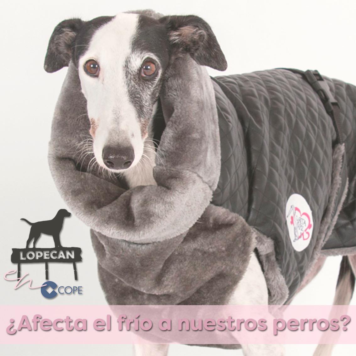 🥶 ¿Cómo afecta el frío a nuestros perros? 🥶
Volvemos a nuestro espacio en @cope_es
🔸 TODOS LOS JUEVES A LA 13:30 H. (aproximadamente, es en directo) EN RADIO COPE MÁLAGA
Puedes escuchar la intervención completa a partir del minuto 38 en:

cope.es/emisoras/andal…