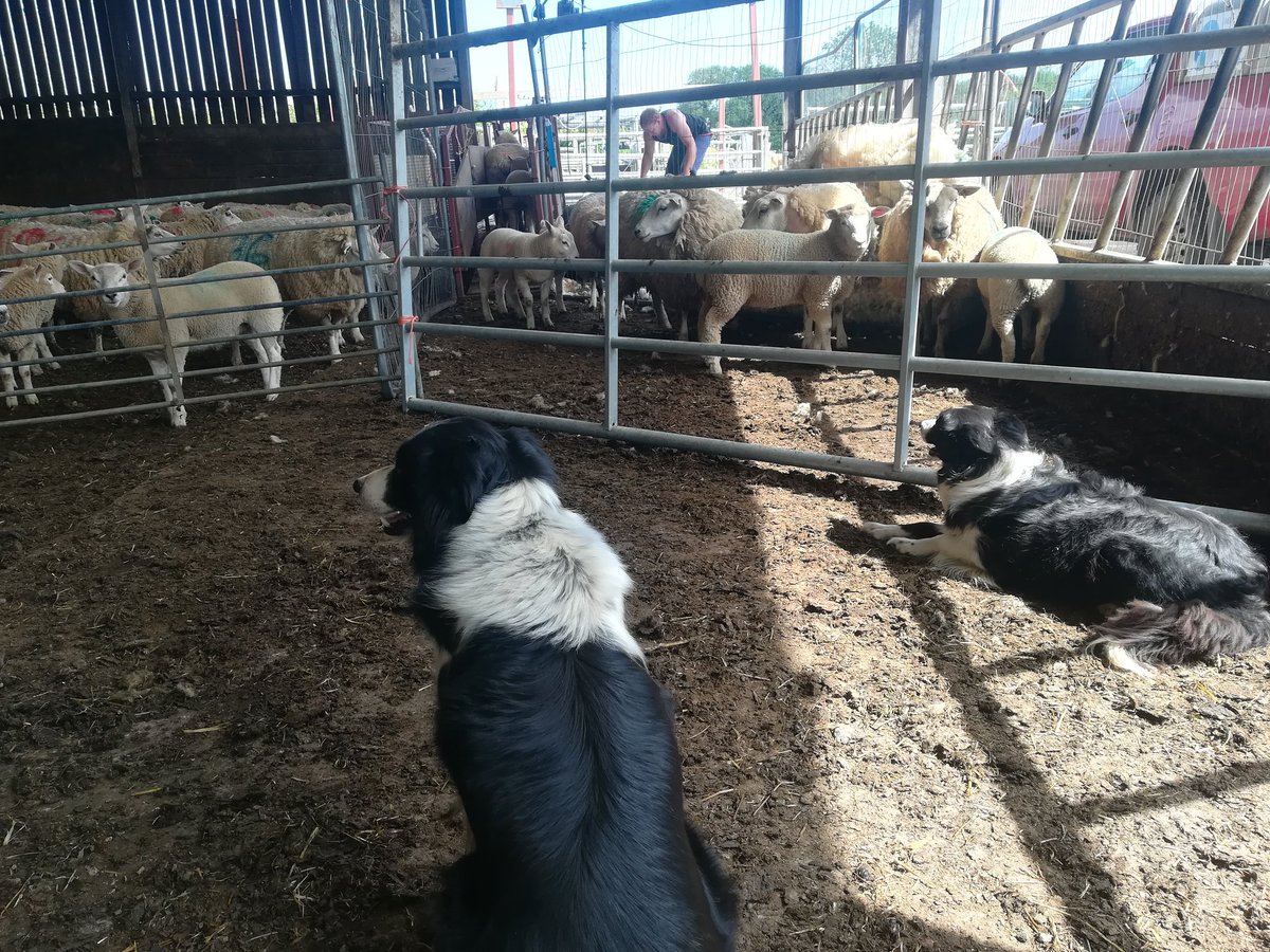 Dumping sheep fleece (it will be composted on farm) as its worth so little it's not worth transporting. A product that historically paid the farm rent, is a natural insulator, and totally renewable. So much for a #ClimateCrisis