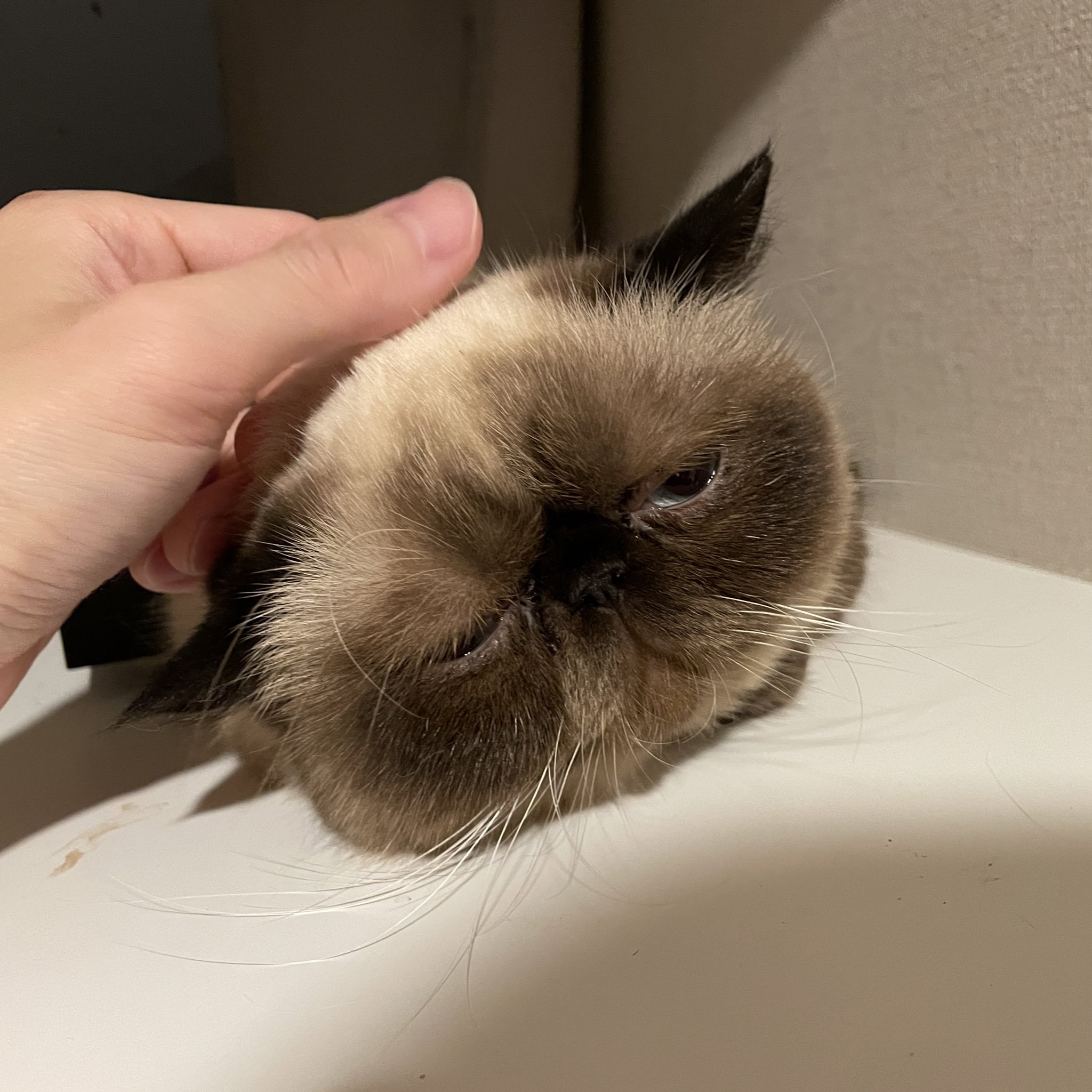 Twitter 上的 はましゃもしらす このししゃもさん すごくヨーダに似てる気がする エキゾチックショートヘア 猫のいる暮らし 猫好きさんと繋がりたい T Co Seaf8c59jv Twitter