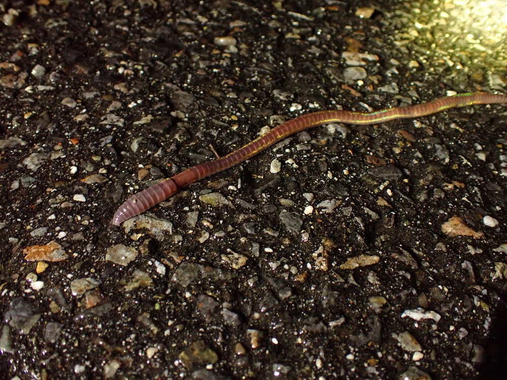 はから☆め on Twitter