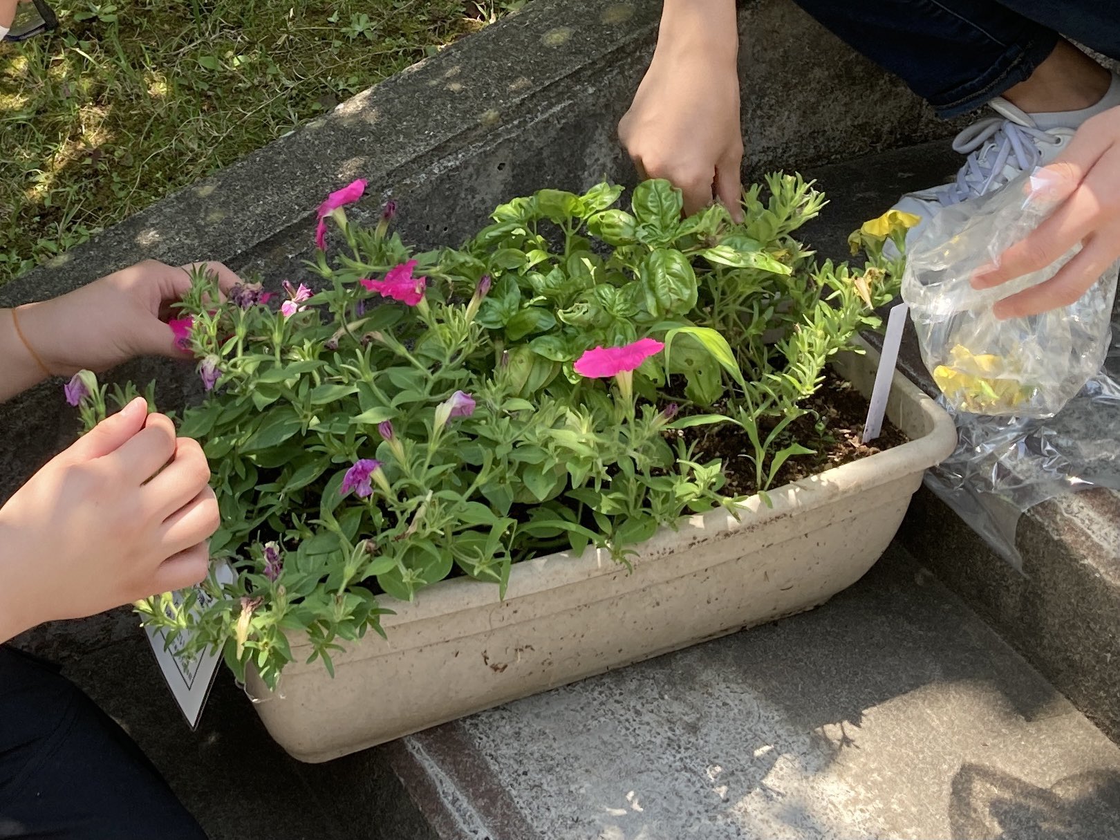 増田 直広 今日は栽培した草花の活用ということでペチュニア の花と葉を使って色水を作って 折染めに挑戦 また 乾燥させたバジルを使って匂い袋兼虫除けもオプションで体験 終了後は切り戻しをしましたが 再び開花してくれるかな 鶴見大学短期大学部