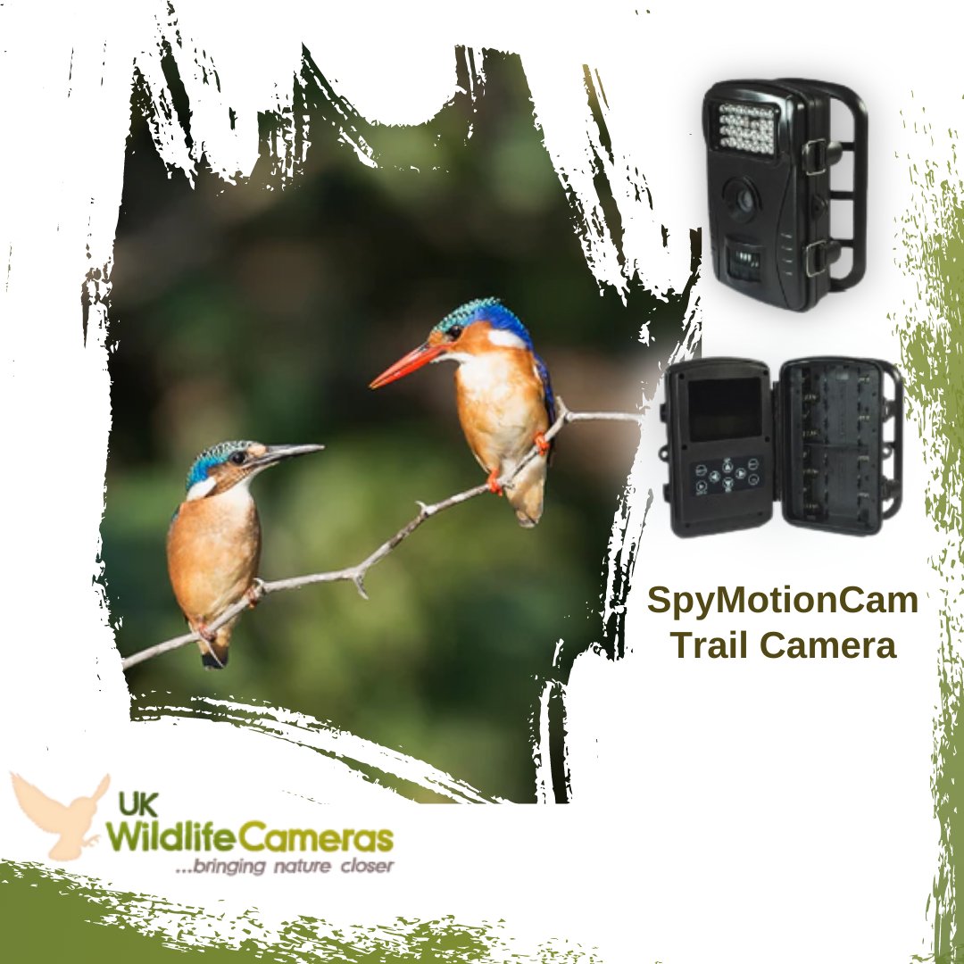 A simple low-budget first-time entry-level trail camera. Built with a 2MP sensor, and set with a simplified navigation menu.

Visit our website for more! ukwildlifecameras.co.uk

#wildlife #nature #trailcams