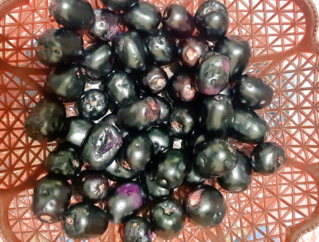 journo_sumit's tweet image. इस फल के साथ बहुत सी यादें जुड़ी हुई है। 

#जामुन
#javaplum
 @anuraganu83 
@GramanchalF