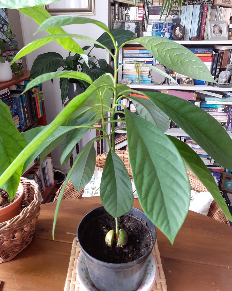 carollovekin's tweet photo. No idea what will happen with this one. He's been a bit contrary from the off to be honest. Unlike Blanche (Two Branches) DuBois &amp; the rather elegant Carrington. I've called him Marlon. @OrendaBooks 
#AvocadoFamily #HousePlants #BabyTrees https://t.co/BYENFnunbU