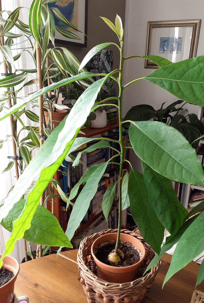 carollovekin's tweet photo. No idea what will happen with this one. He's been a bit contrary from the off to be honest. Unlike Blanche (Two Branches) DuBois &amp; the rather elegant Carrington. I've called him Marlon. @OrendaBooks 
#AvocadoFamily #HousePlants #BabyTrees https://t.co/BYENFnunbU