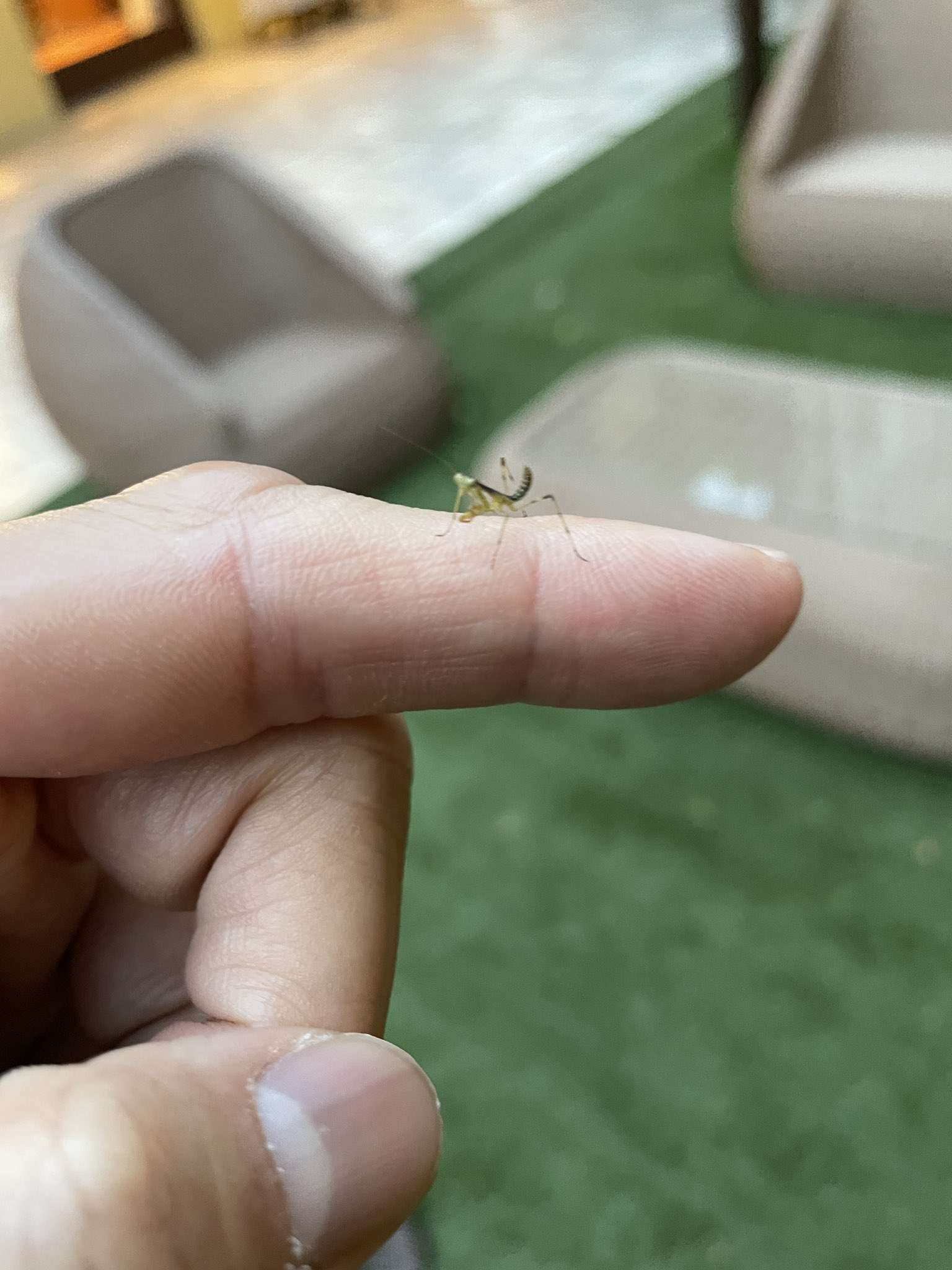 Uzivatel 武井壮 Na Twitteru 赤ちゃんカマキリくんや٩ ᐛ و いっちょ前にファイティングポーズしとるな T Co 1uux5zzlws Twitter